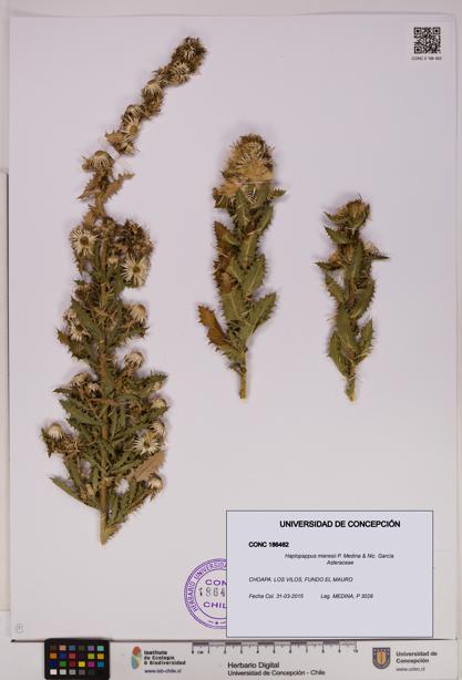 Haplopappus mieresii [Espécimen: UDEC:CONC:0186462]