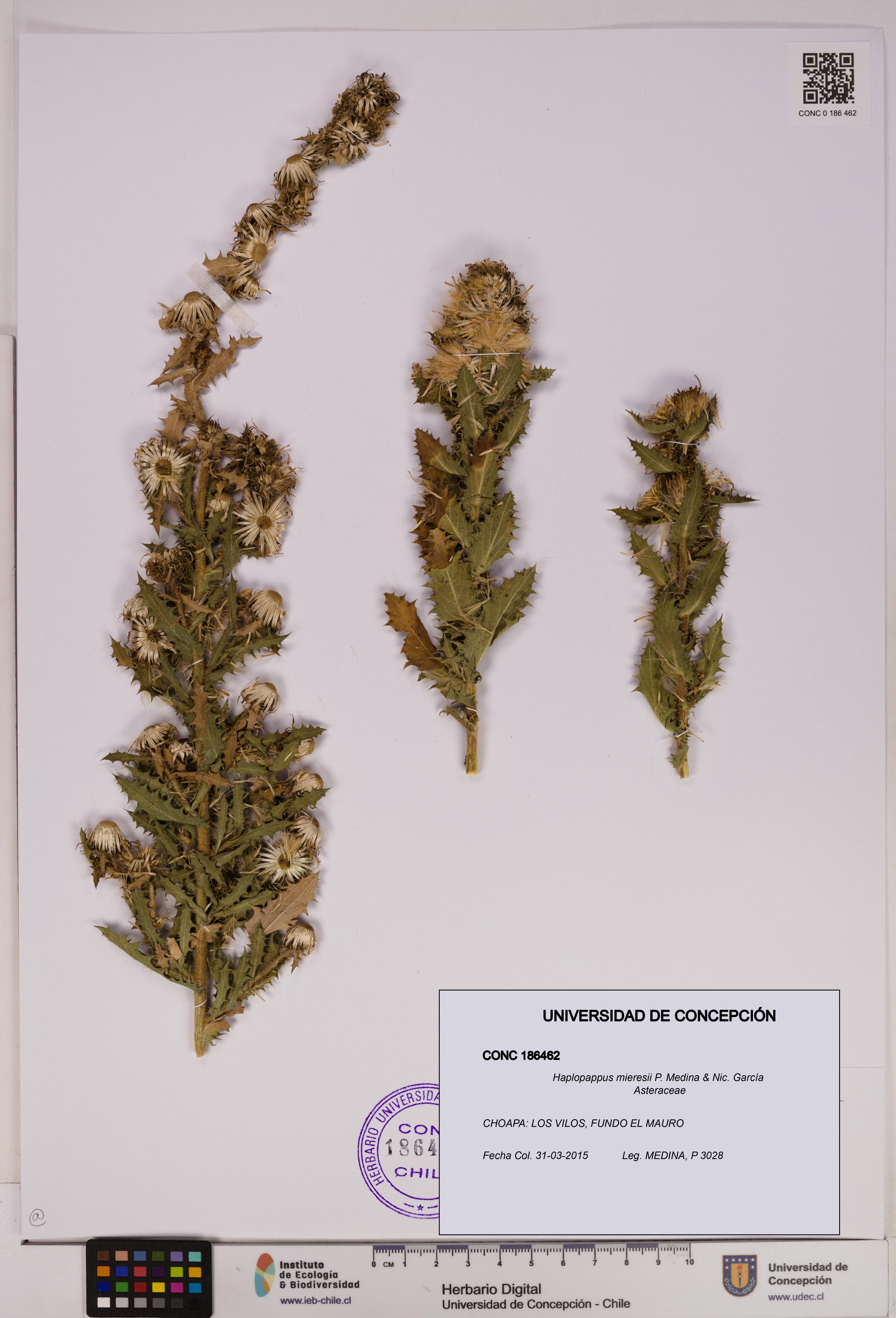 Haplopappus mieresii [Espécimen: UDEC:CONC:0186462]