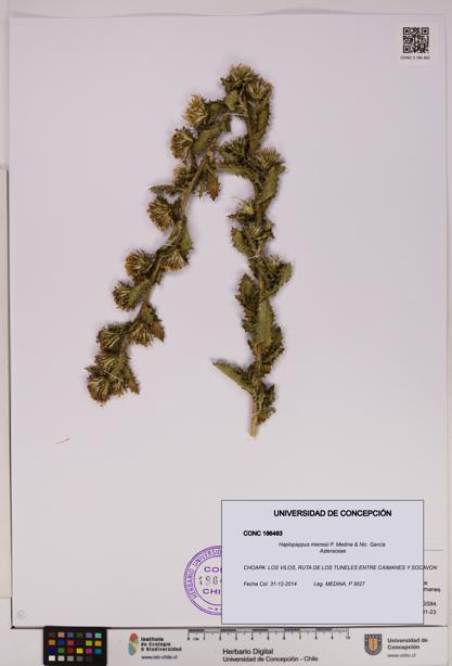 Haplopappus mieresii [Espécimen: UDEC:CONC:0186463]