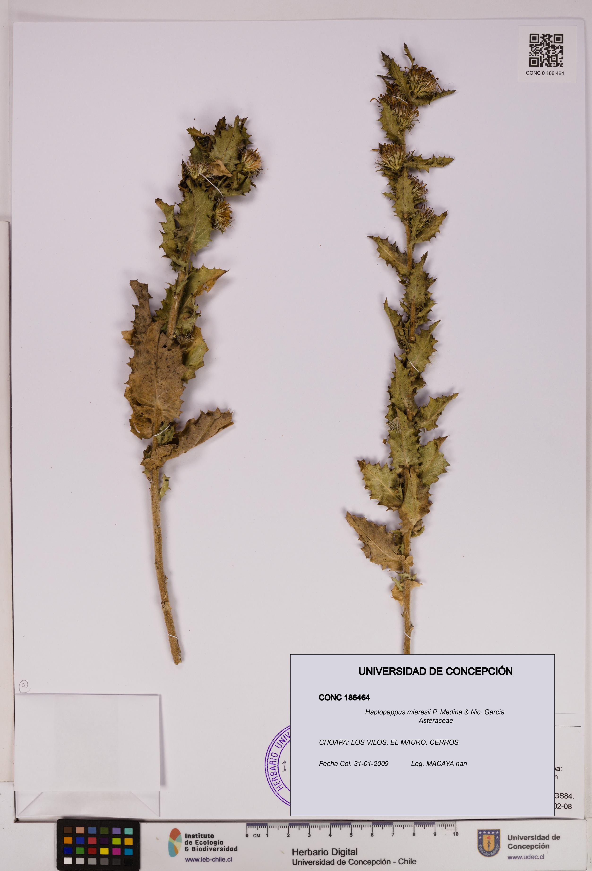 Haplopappus mieresii [Espécimen: UDEC:CONC:0186464]