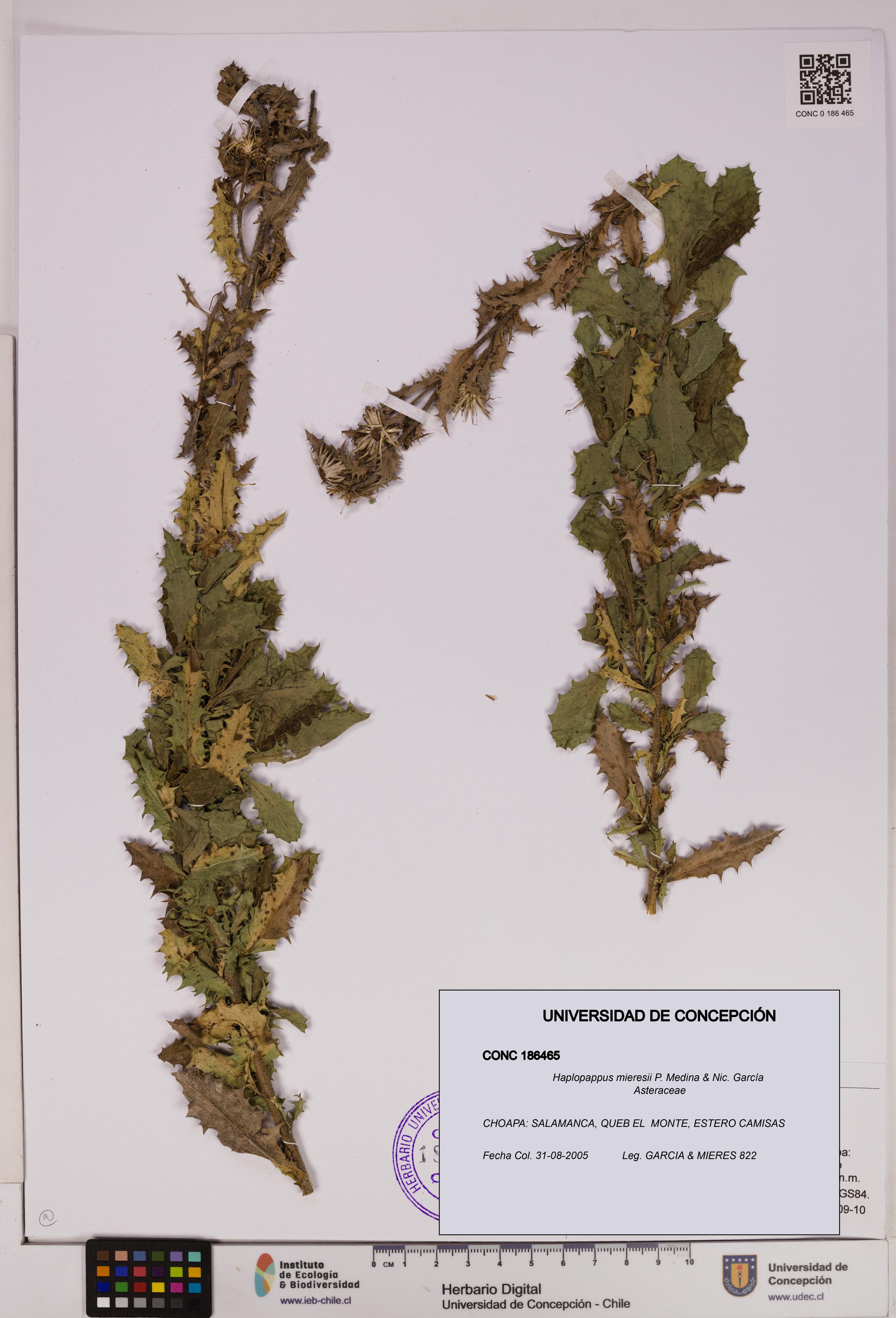 Haplopappus mieresii [Espécimen: UDEC:CONC:0186465]