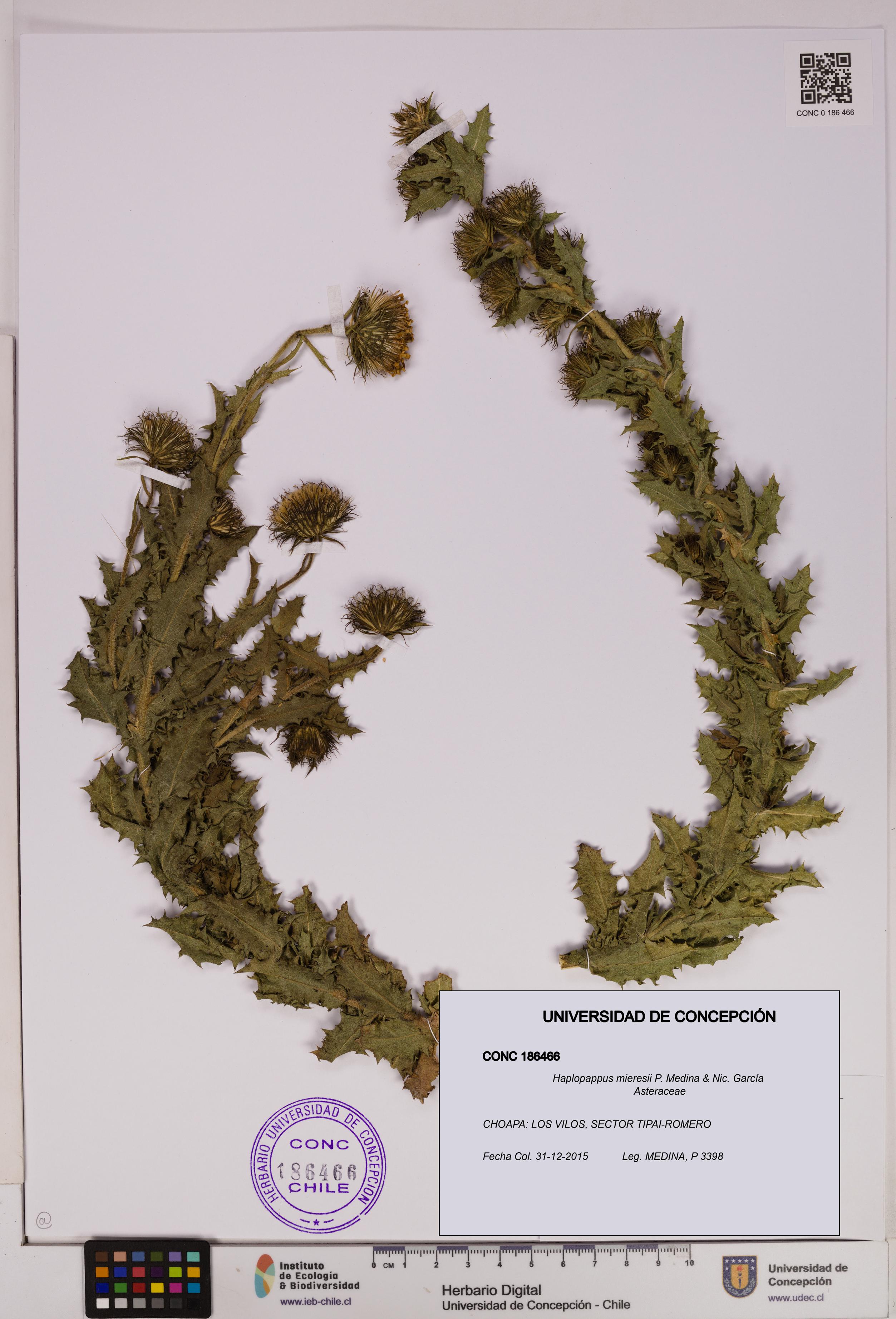 Haplopappus mieresii [Espécimen: UDEC:CONC:0186466]