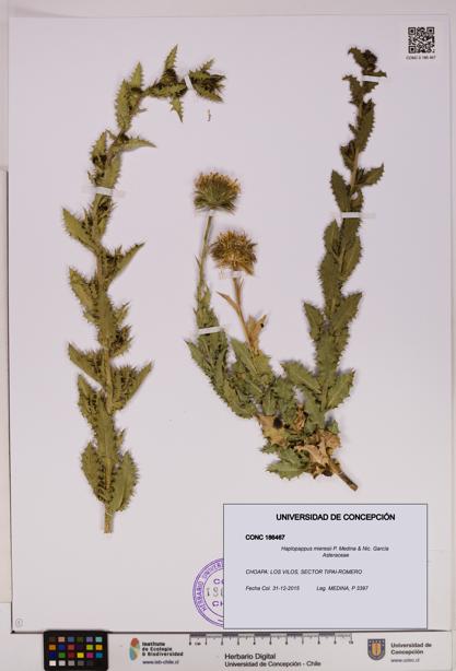 Haplopappus mieresii [Espécimen: UDEC:CONC:0186467]