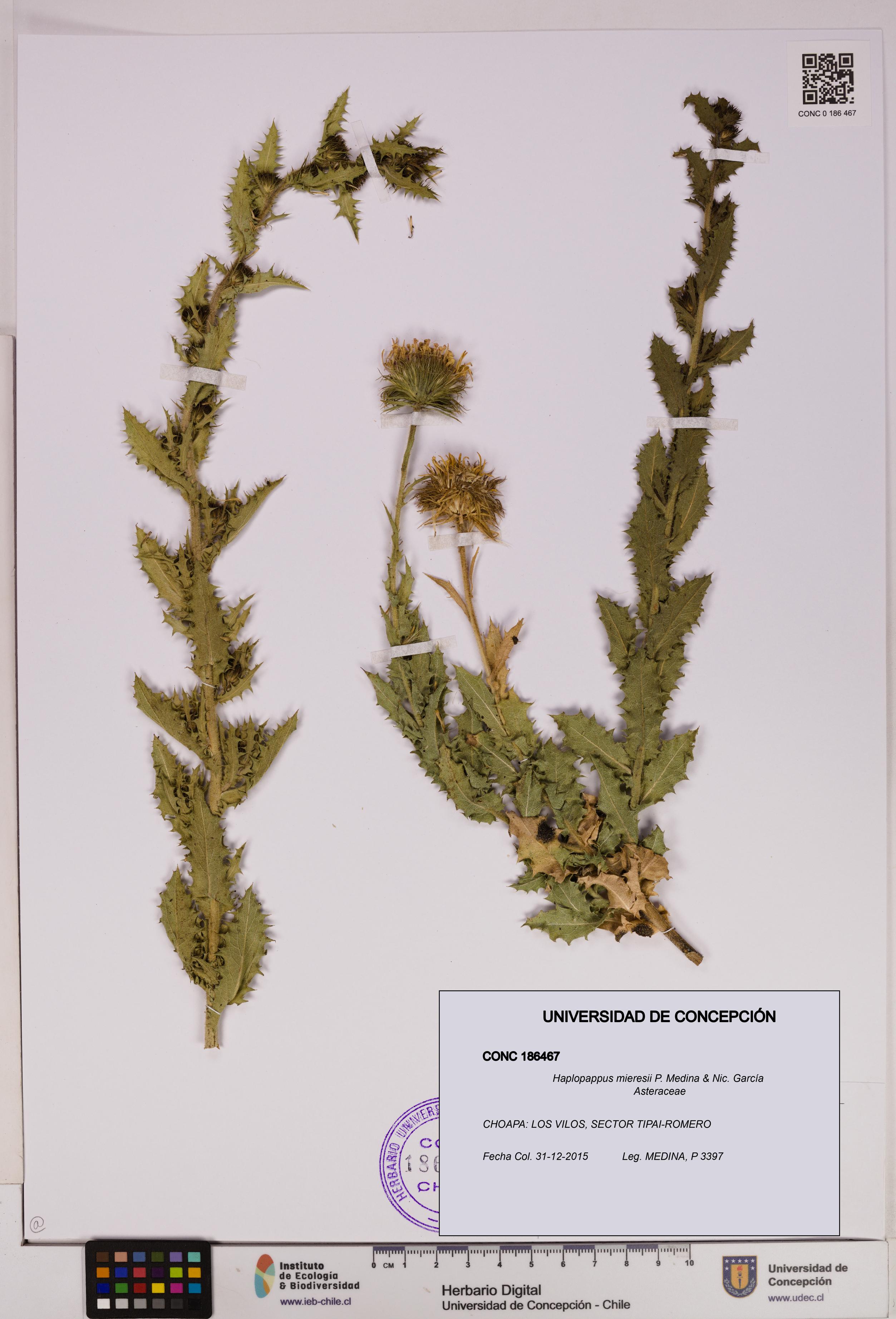 Haplopappus mieresii [Espécimen: UDEC:CONC:0186467]