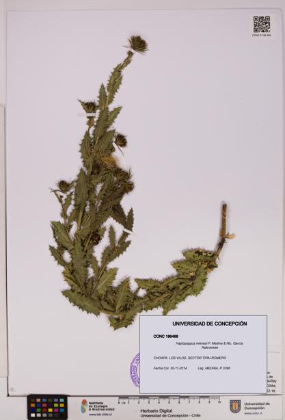Haplopappus mieresii [Espécimen: UDEC:CONC:0186468]