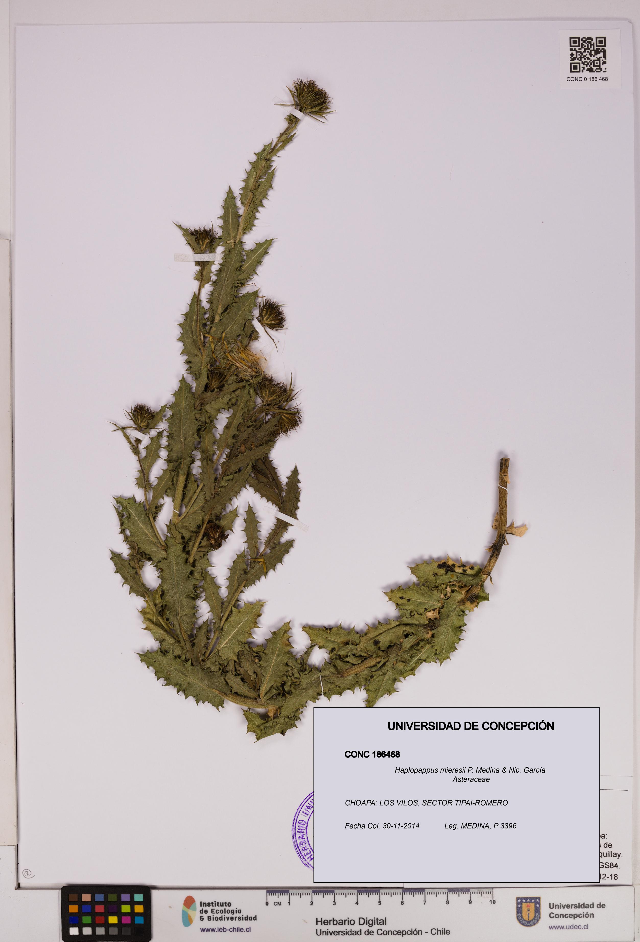 Haplopappus mieresii [Espécimen: UDEC:CONC:0186468]