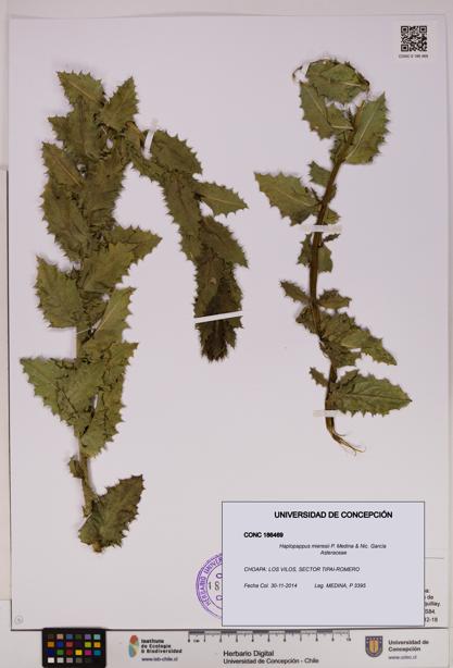 Haplopappus mieresii [Espécimen: UDEC:CONC:0186469]