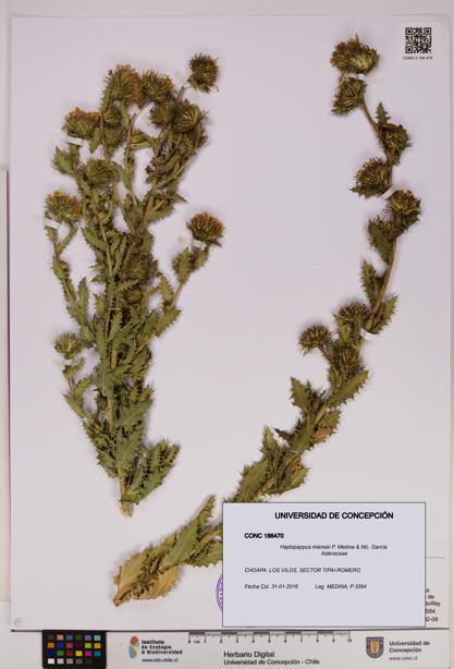 Haplopappus mieresii [Espécimen: UDEC:CONC:0186470]