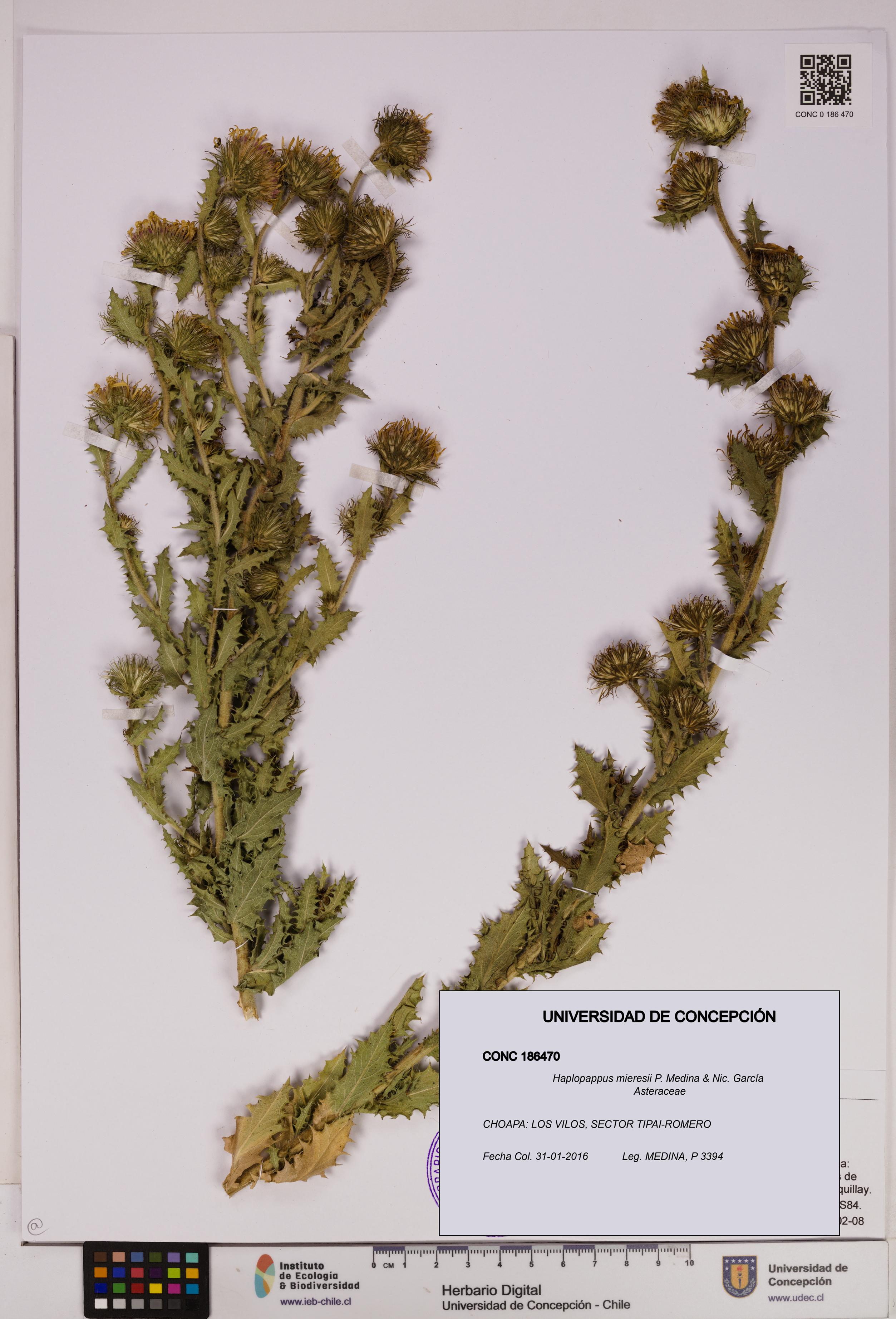 Haplopappus mieresii [Espécimen: UDEC:CONC:0186470]