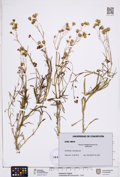 Senecio madagascariensis [Espécimen: ]