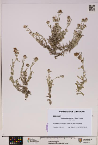 Gamochaeta subfalcata [Espécimen: UDEC:CONC:0186479]