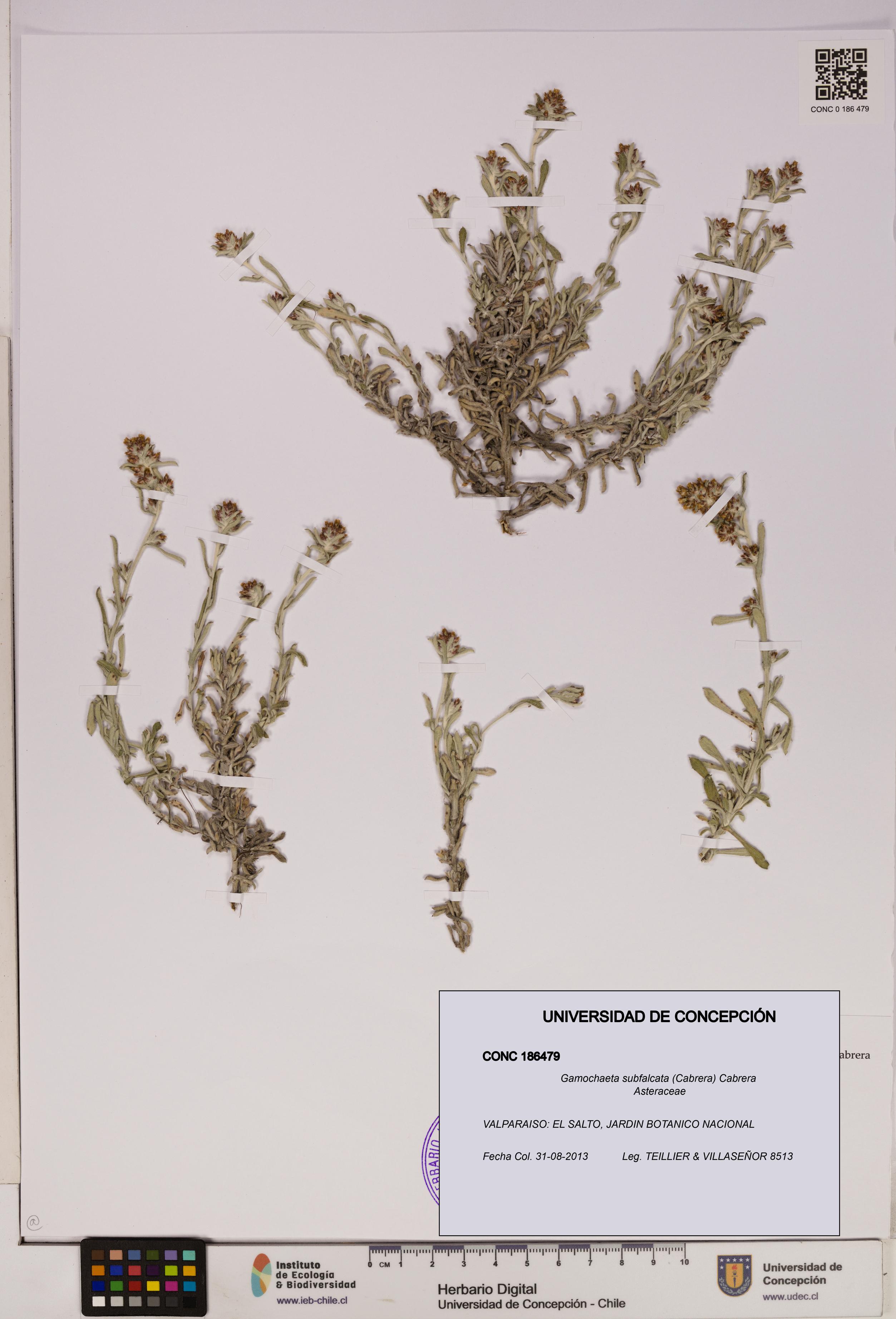 Gamochaeta subfalcata [Espécimen: UDEC:CONC:0186479]