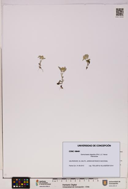 Gamochaeta oligantha [Espécimen: UDEC:CONC:0186481]