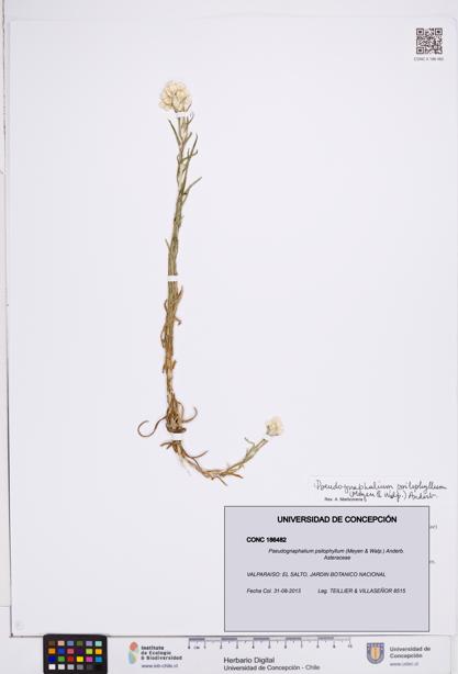 Pseudognaphalium psilophyllum [Espécimen: ]