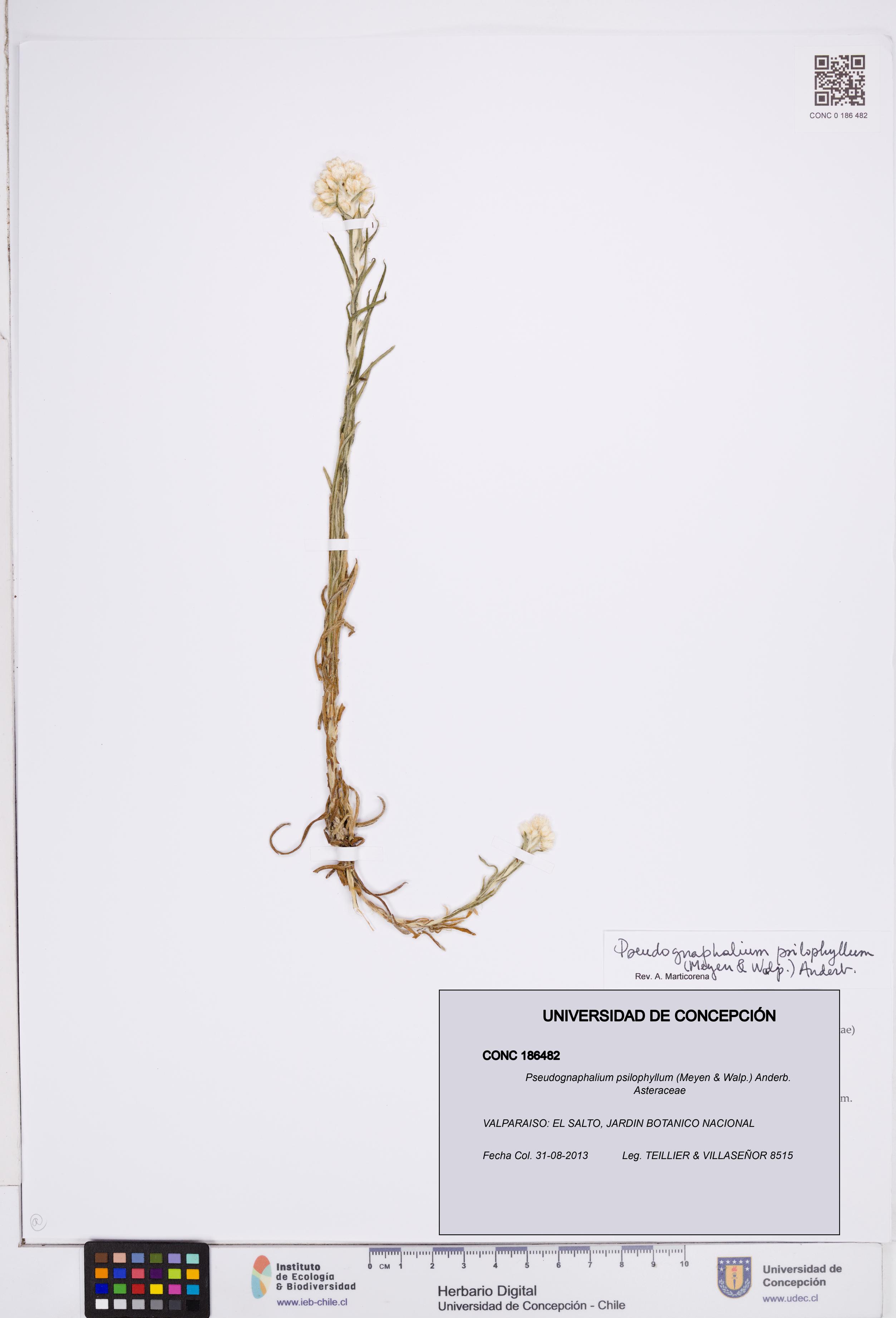 Pseudognaphalium psilophyllum [Espécimen: ]