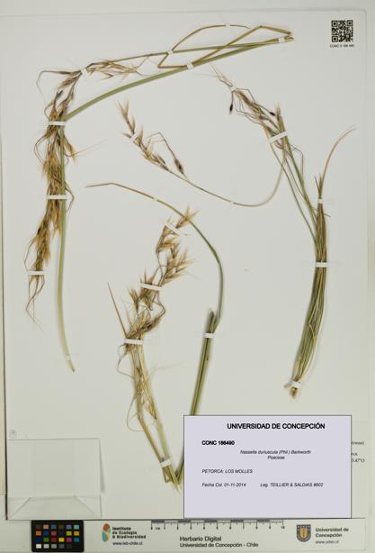 Nassella duriuscula [Espécimen: UDEC:CONC:0186490]