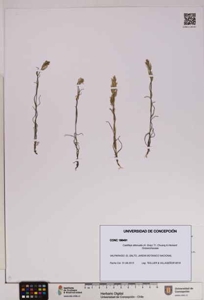 Castilleja attenuata [Espécimen: UDEC:CONC:0186491]