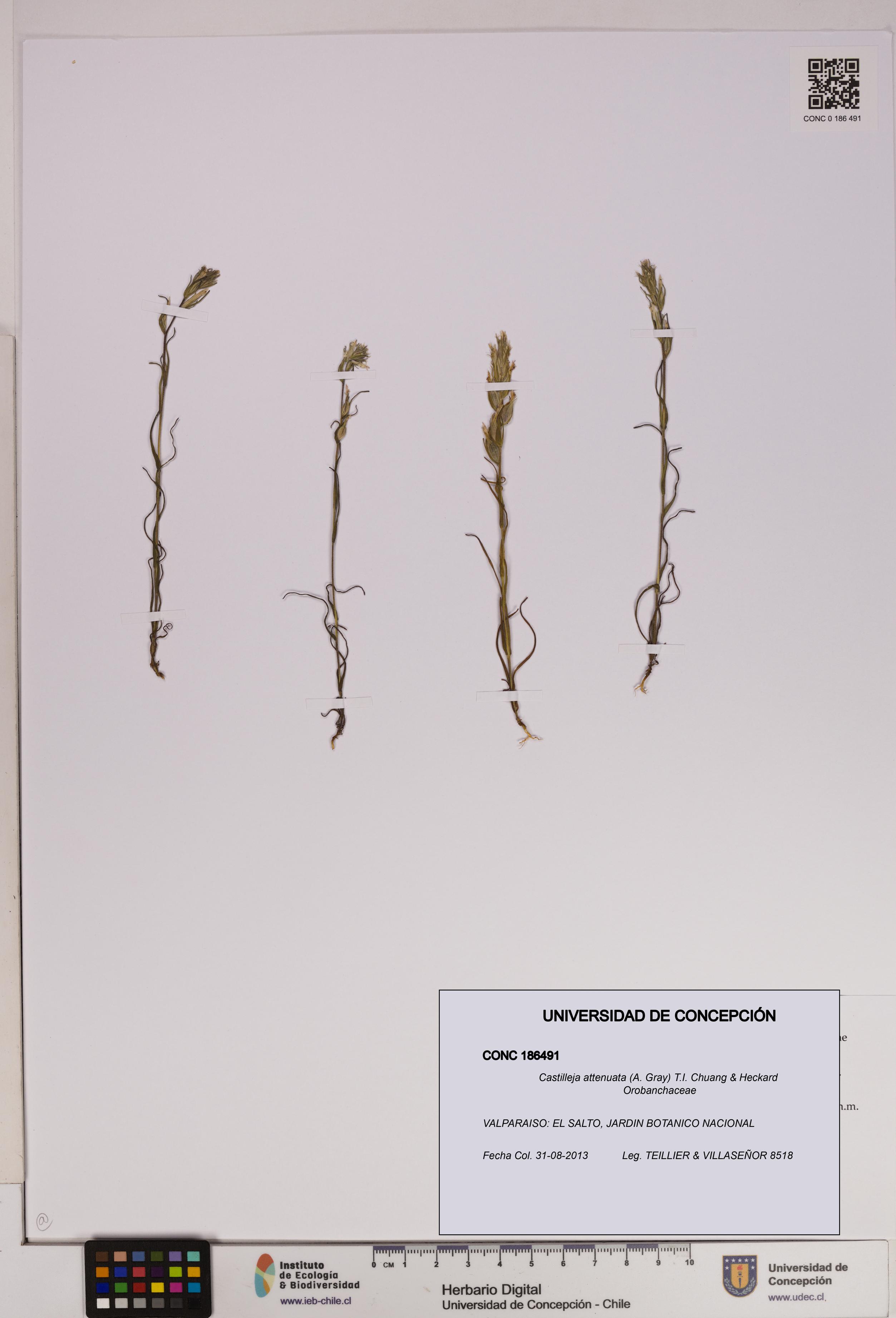 Castilleja attenuata [Espécimen: UDEC:CONC:0186491]