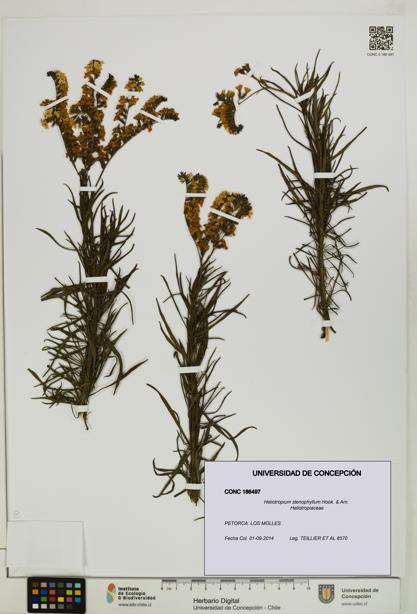 Heliotropium stenophyllum [Espécimen: UDEC:CONC:0186497]