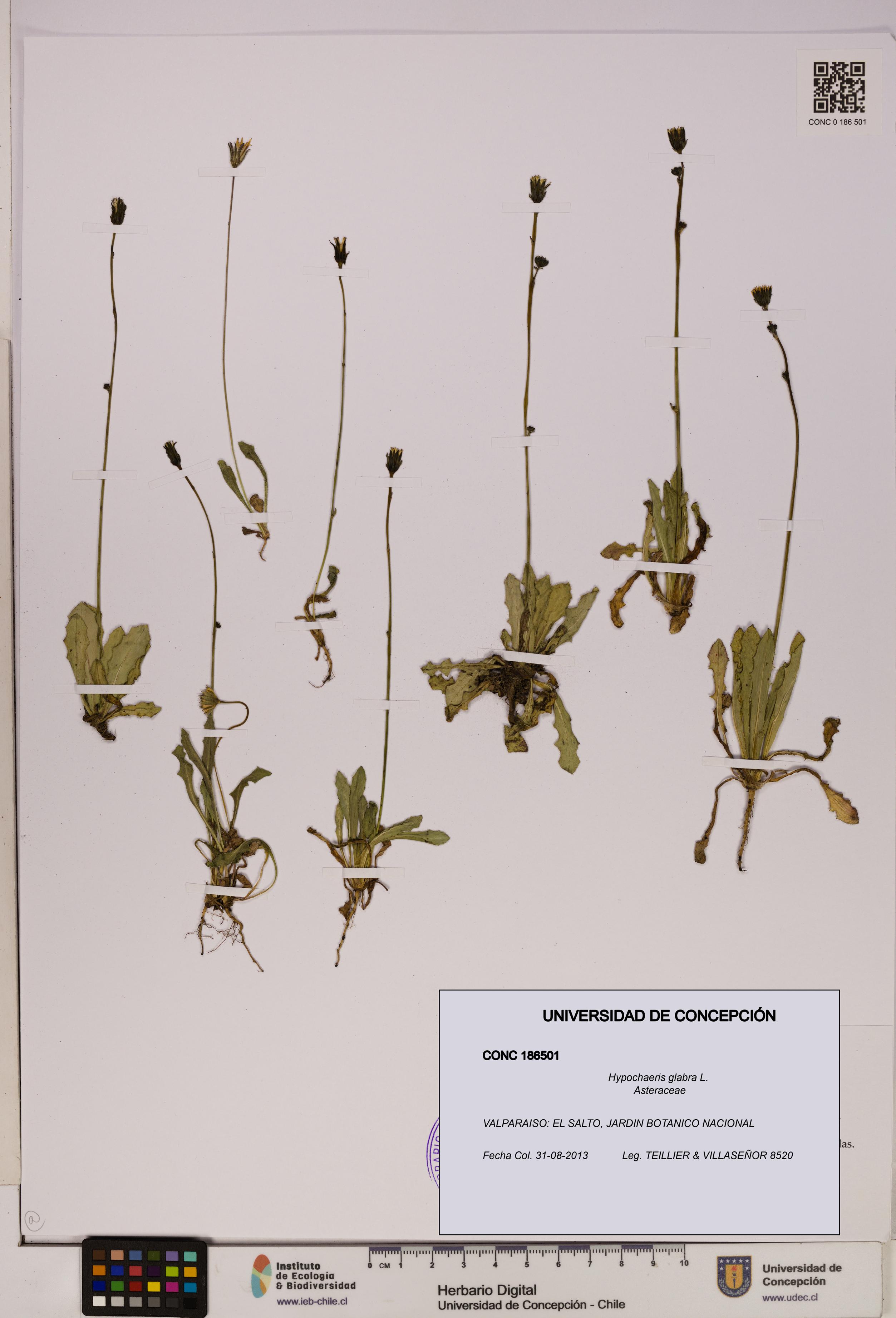 Hypochaeris glabra [Espécimen: UDEC:CONC:0186501]