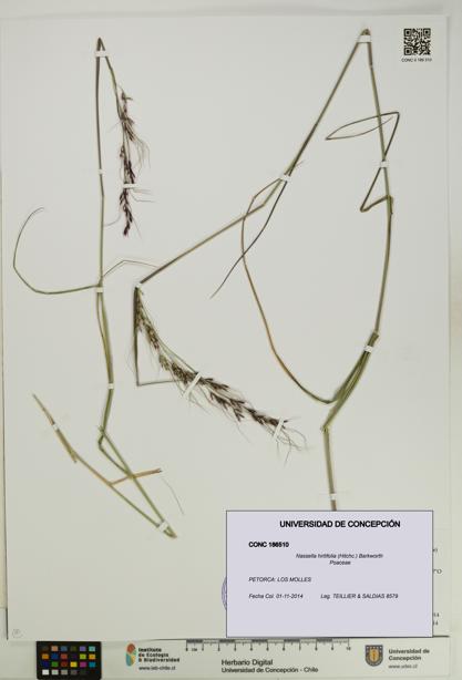 Nassella hirtifolia [Espécimen: UDEC:CONC:0186510]
