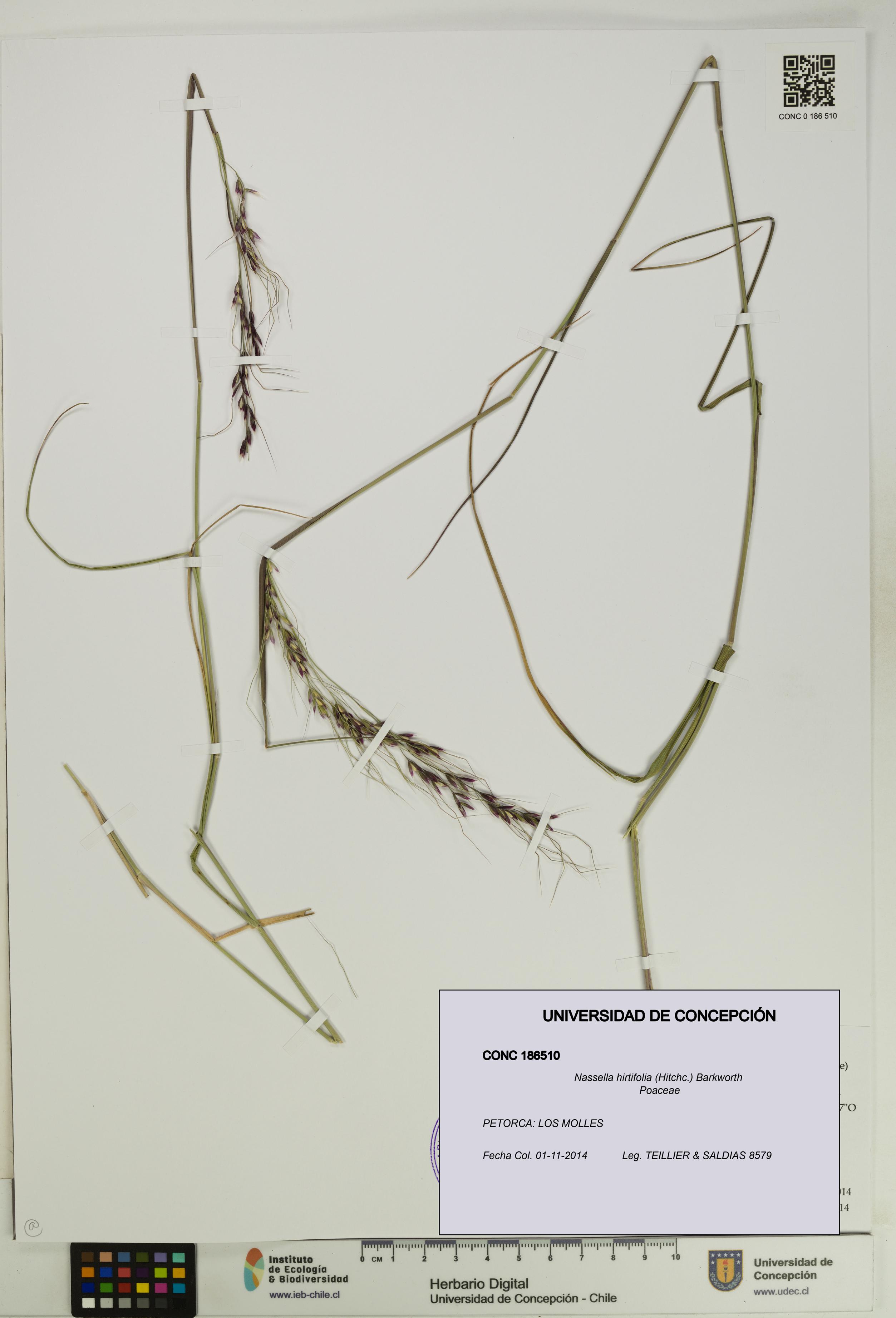 Nassella hirtifolia [Espécimen: UDEC:CONC:0186510]