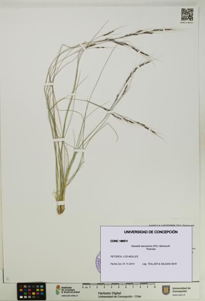 Nassella laevissima [Espécimen: UDEC:CONC:0186511]