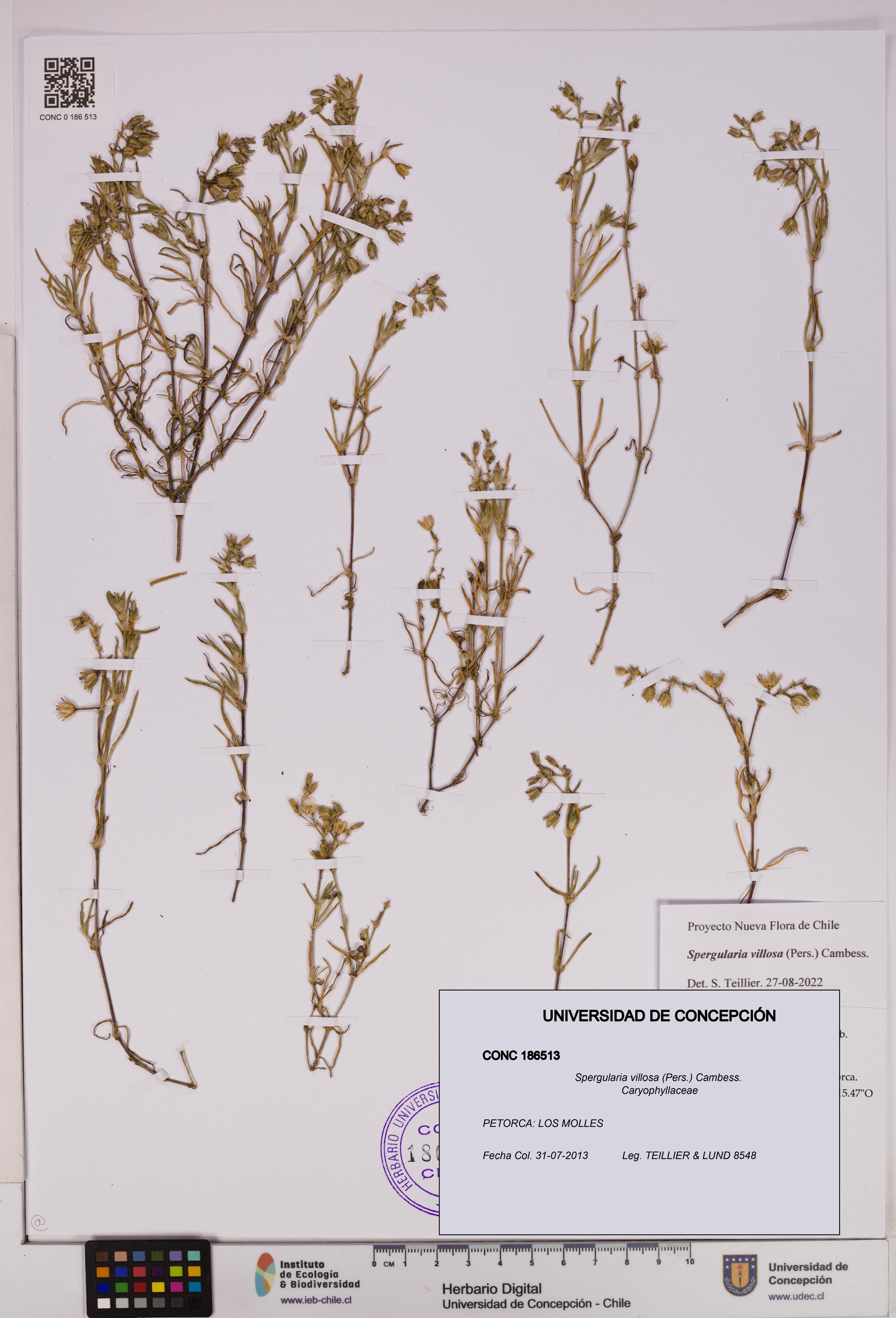 Spergularia villosa [Espécimen: UDEC:CONC:0186513]