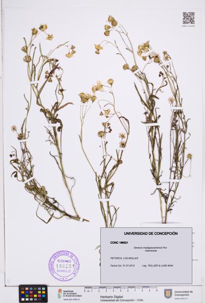 Senecio madagascariensis [Espécimen: ]