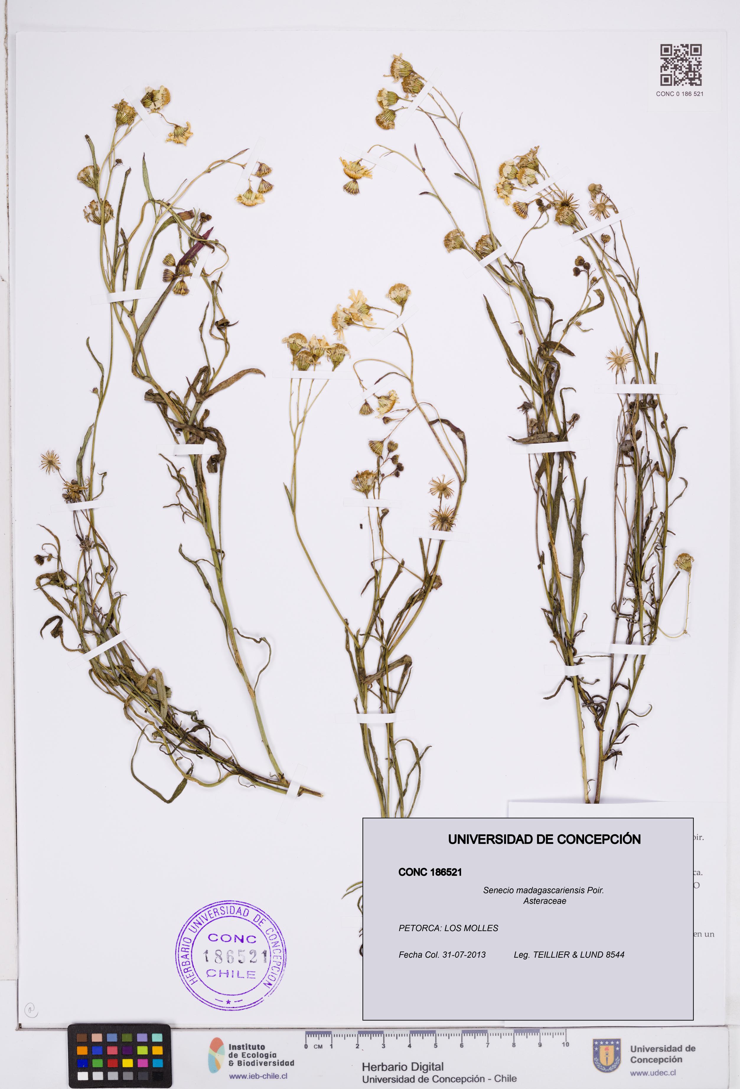 Senecio madagascariensis [Espécimen: ]