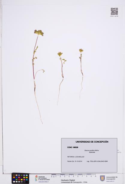 Daucus pusillus [Espécimen: ]