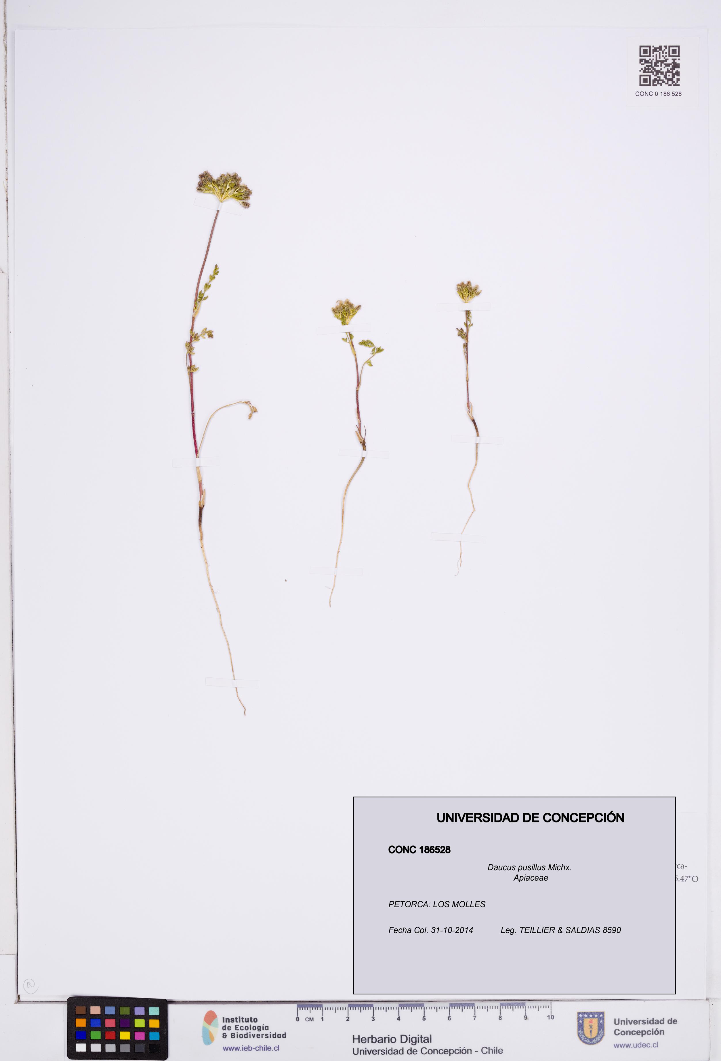 Daucus pusillus [Espécimen: ]