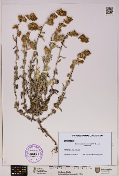 Gamochaeta chamissonis [Espécimen: UDEC:CONC:0186529]