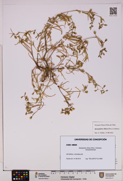 Spergularia villosa [Espécimen: UDEC:CONC:0186530]