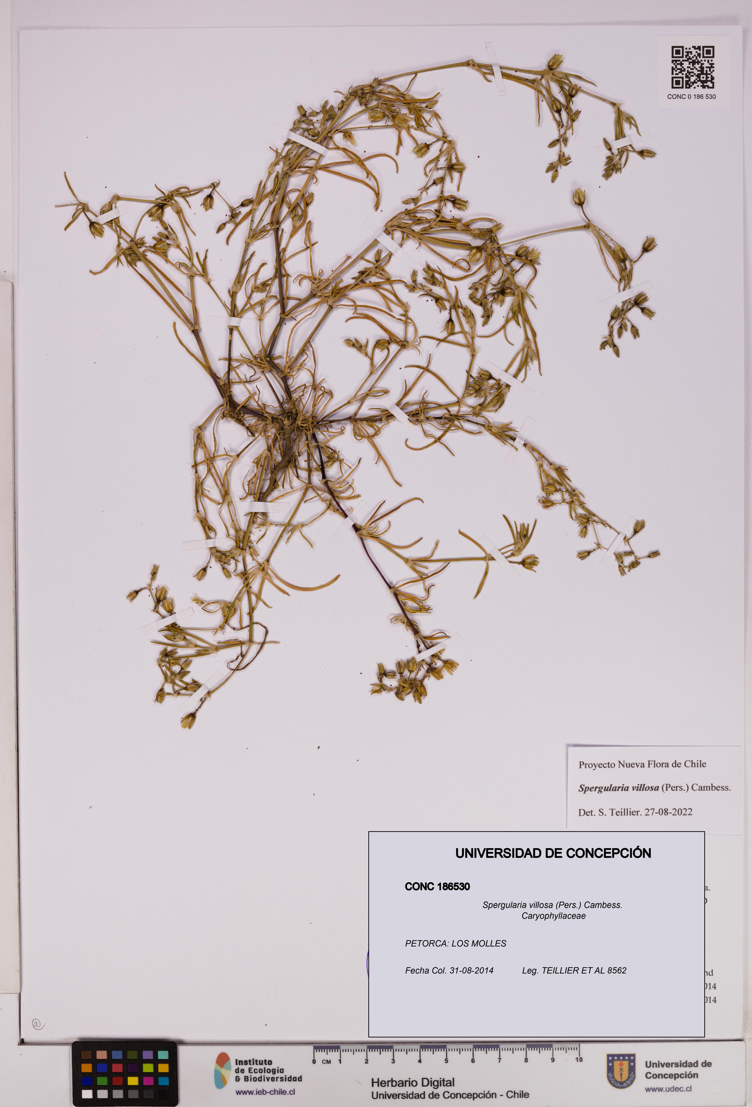 Spergularia villosa [Espécimen: UDEC:CONC:0186530]