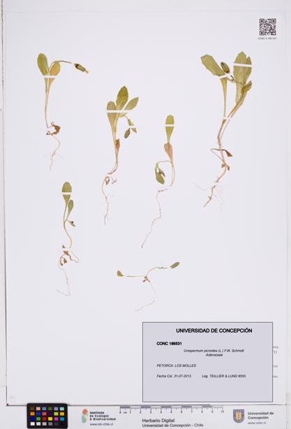 Urospermum picroides [Espécimen: ]