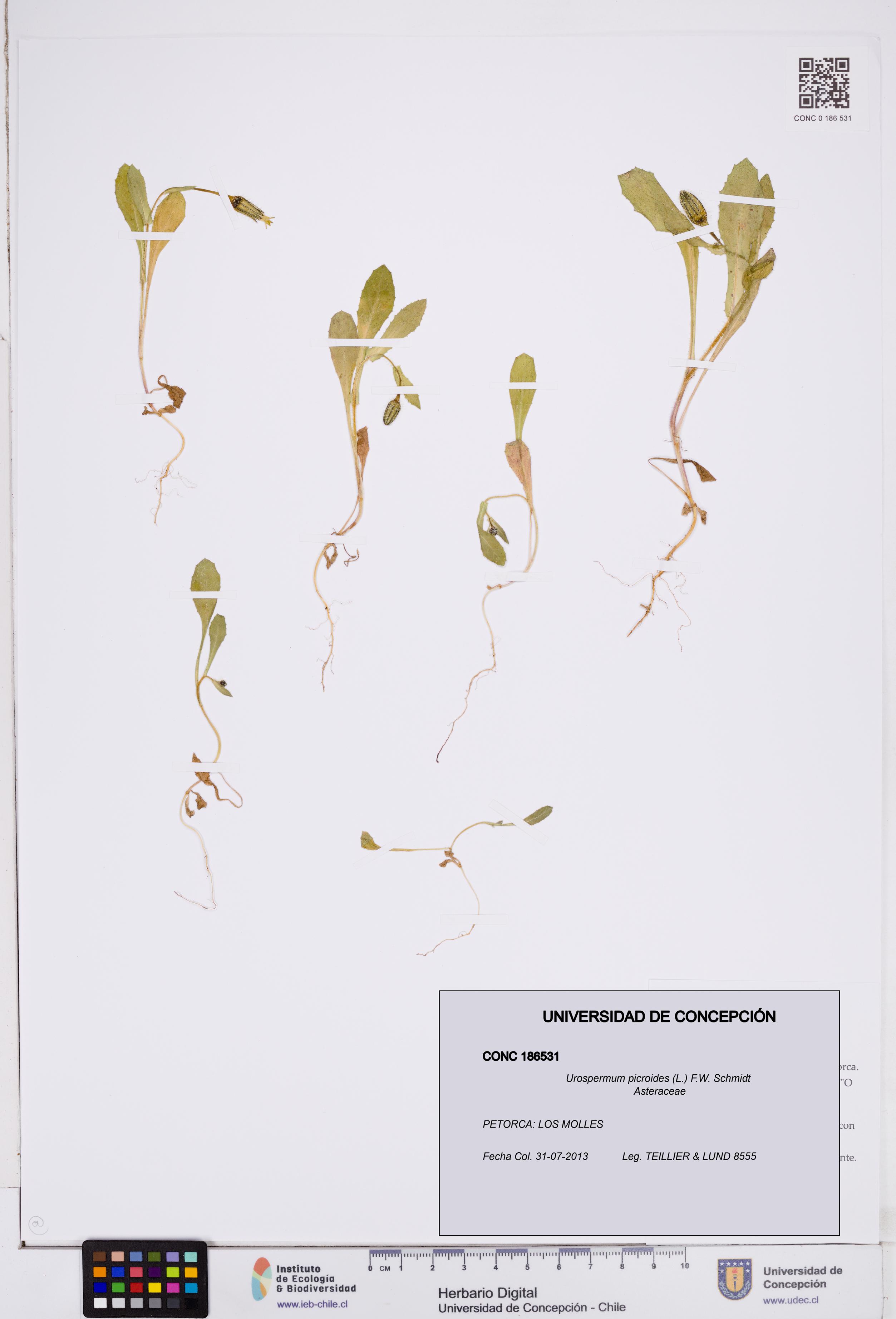 Urospermum picroides [Espécimen: ]
