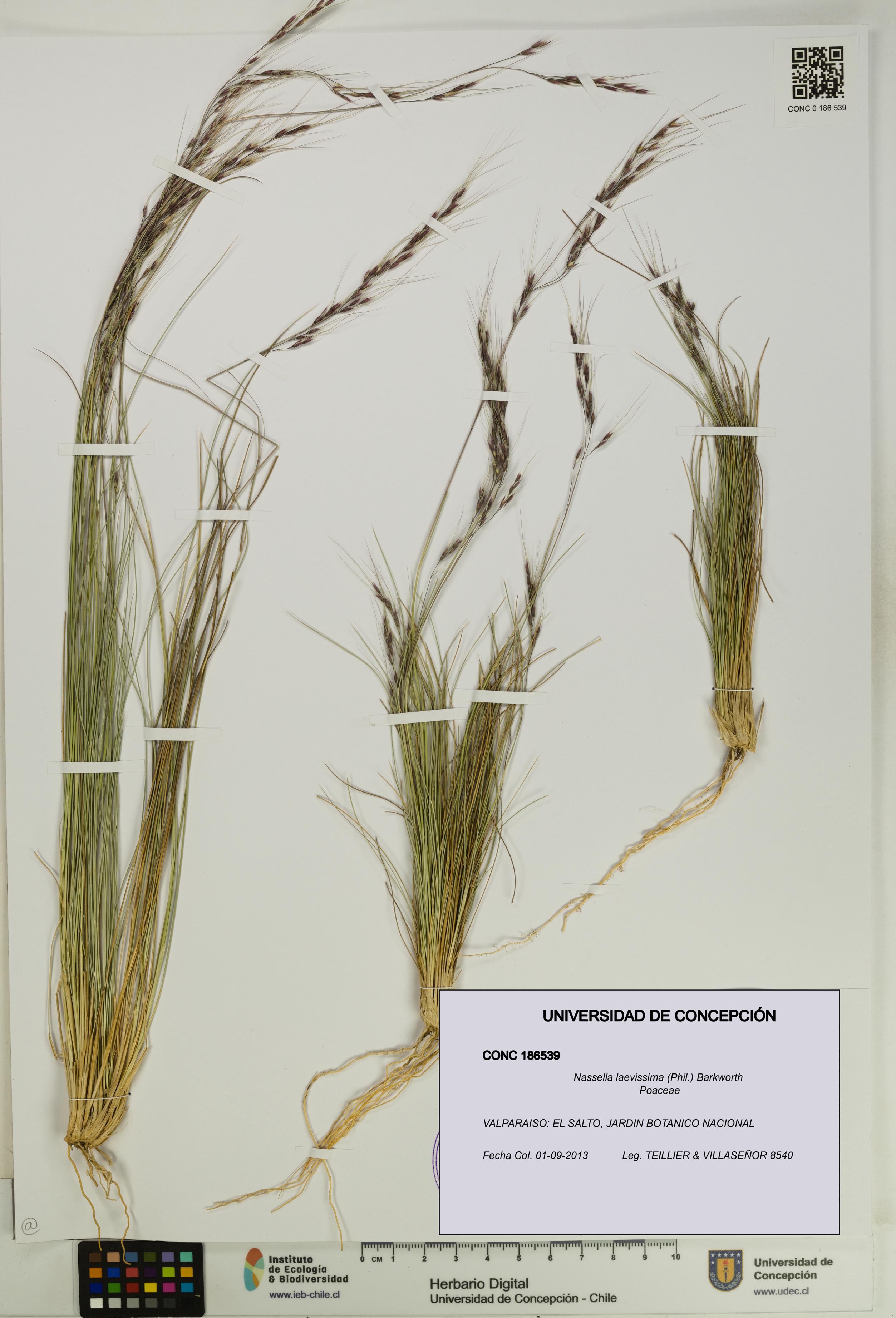 Nassella laevissima [Espécimen: UDEC:CONC:0186539]