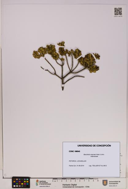 Baccharis macraei [Espécimen: UDEC:CONC:0186543]