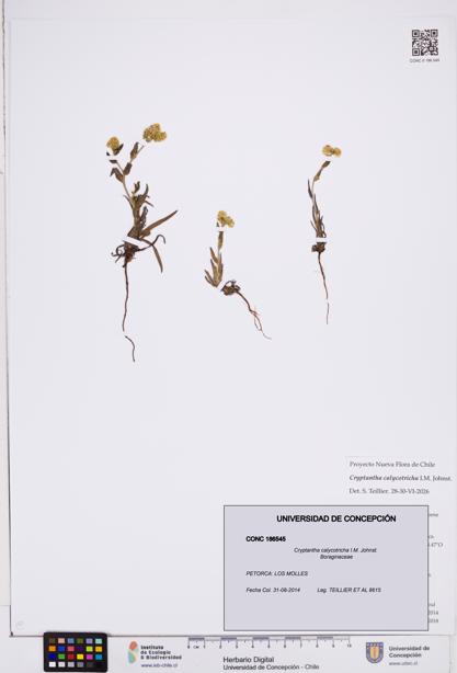 Cryptantha calycotricha [Espécimen: ]