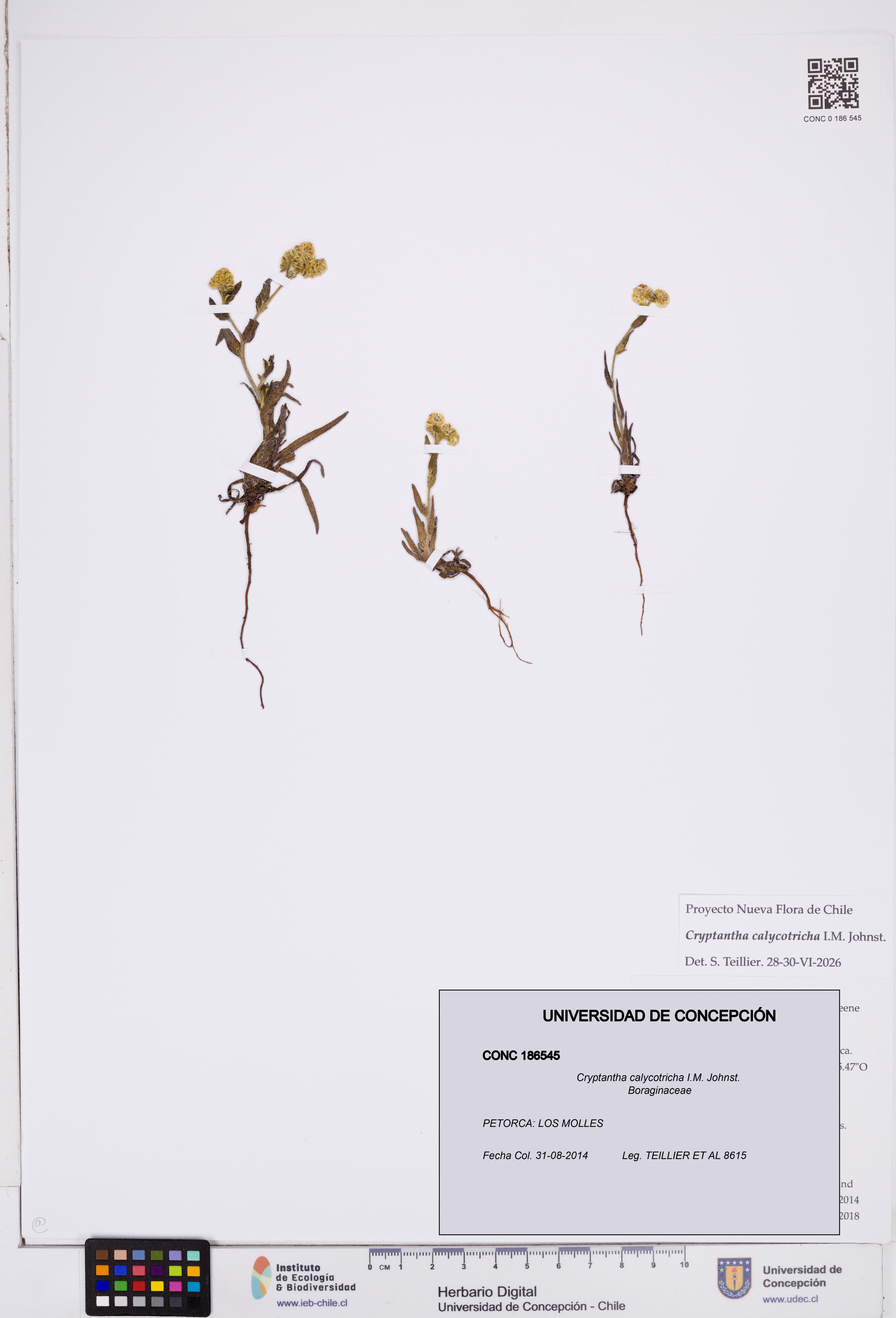 Cryptantha calycotricha [Espécimen: ]