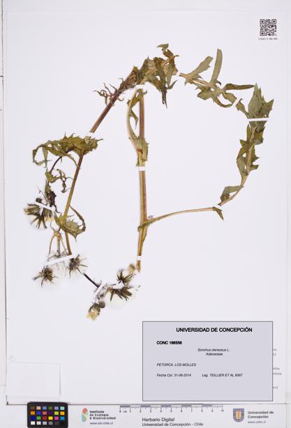 Sonchus oleraceus [Espécimen: ]