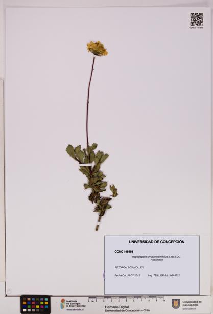 Haplopappus chrysanthemifolius [Espécimen: UDEC:CONC:0186558]