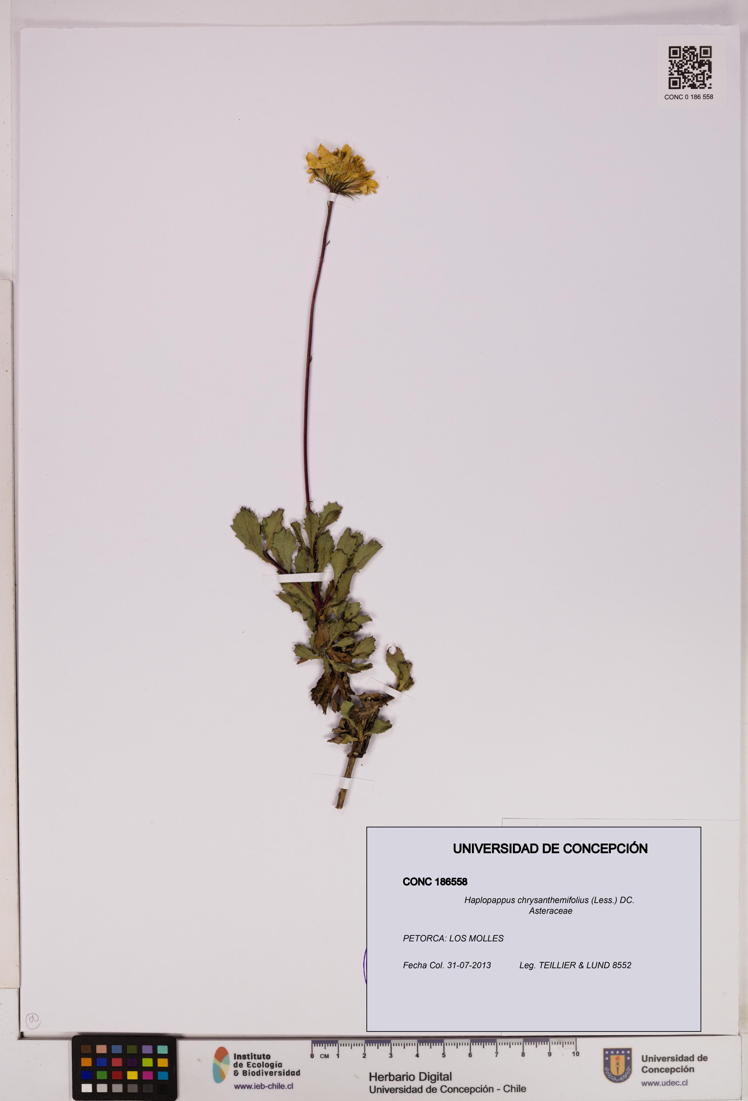 Haplopappus chrysanthemifolius [Espécimen: UDEC:CONC:0186558]