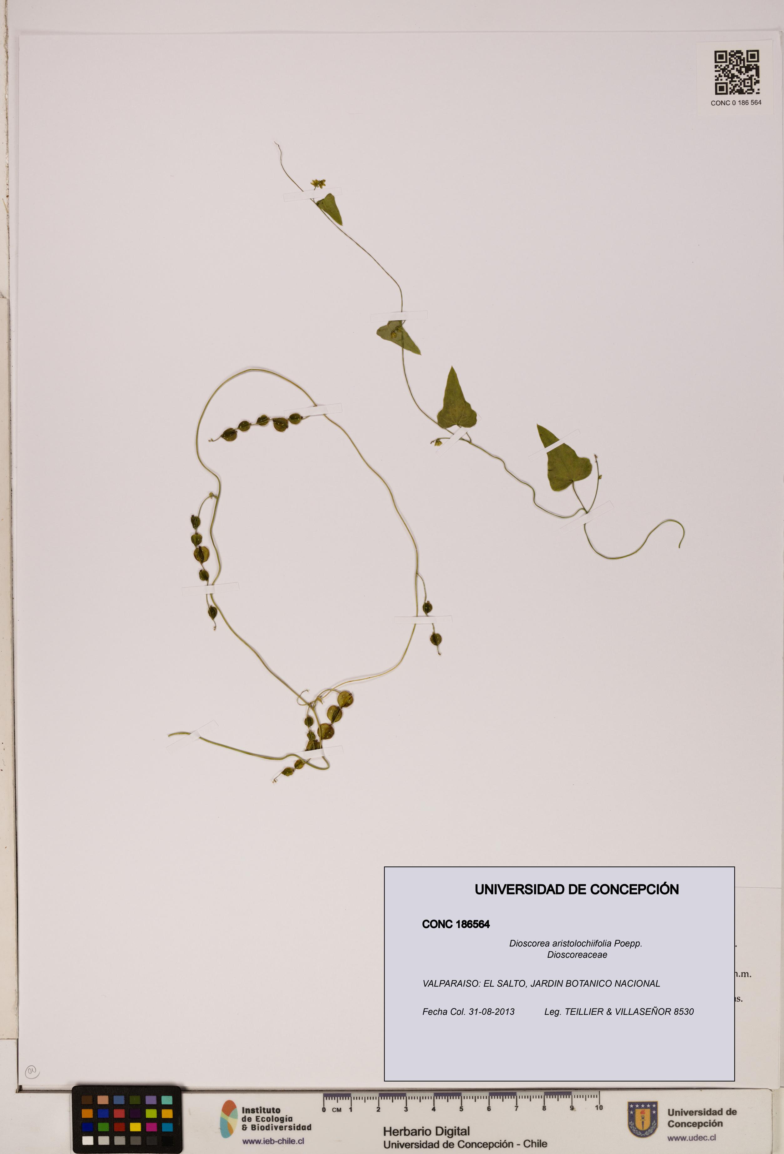 Dioscorea aristolochiifolia [Espécimen: ]