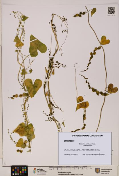 Dioscorea humifusa [Espécimen: ]