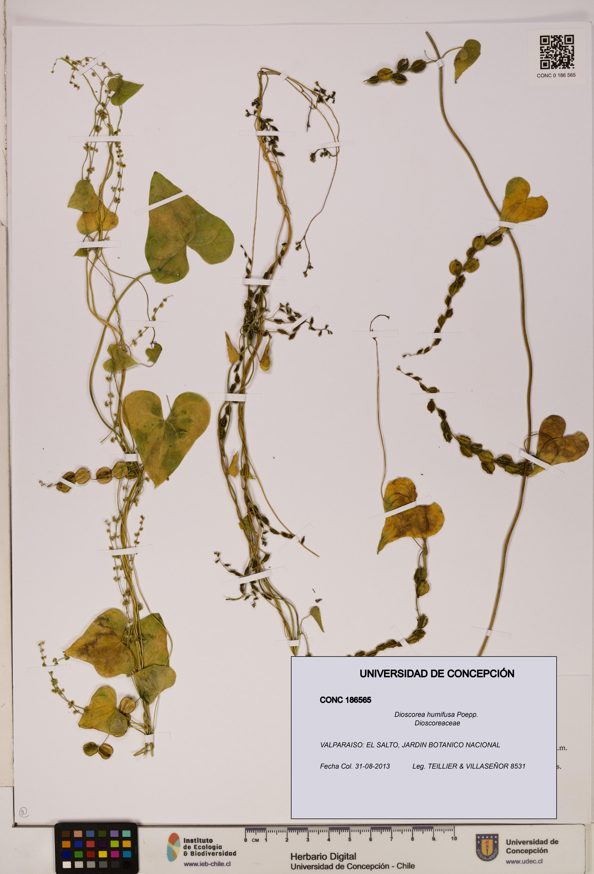 Dioscorea humifusa [Espécimen: ]