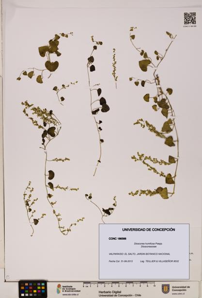 Dioscorea humifusa [Espécimen: ]