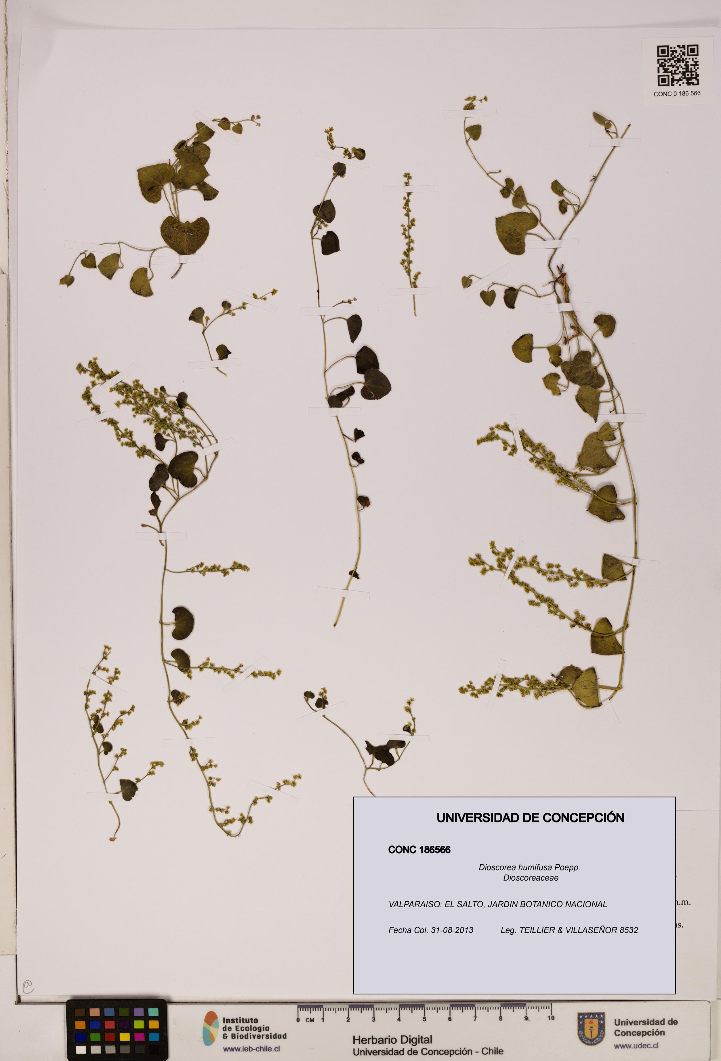 Dioscorea humifusa [Espécimen: ]