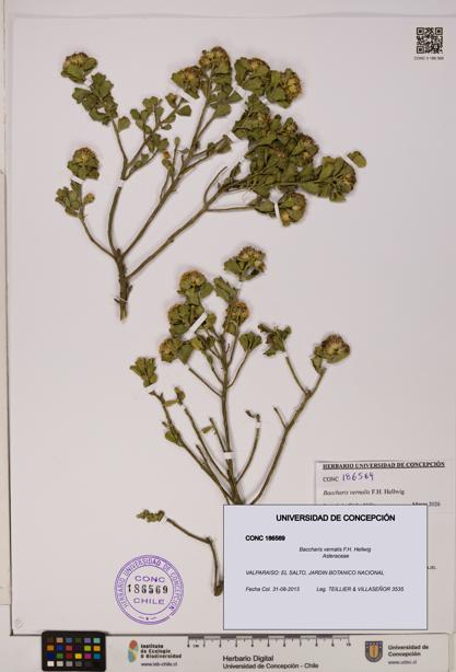 Baccharis vernalis [Espécimen: UDEC:CONC:0186569]